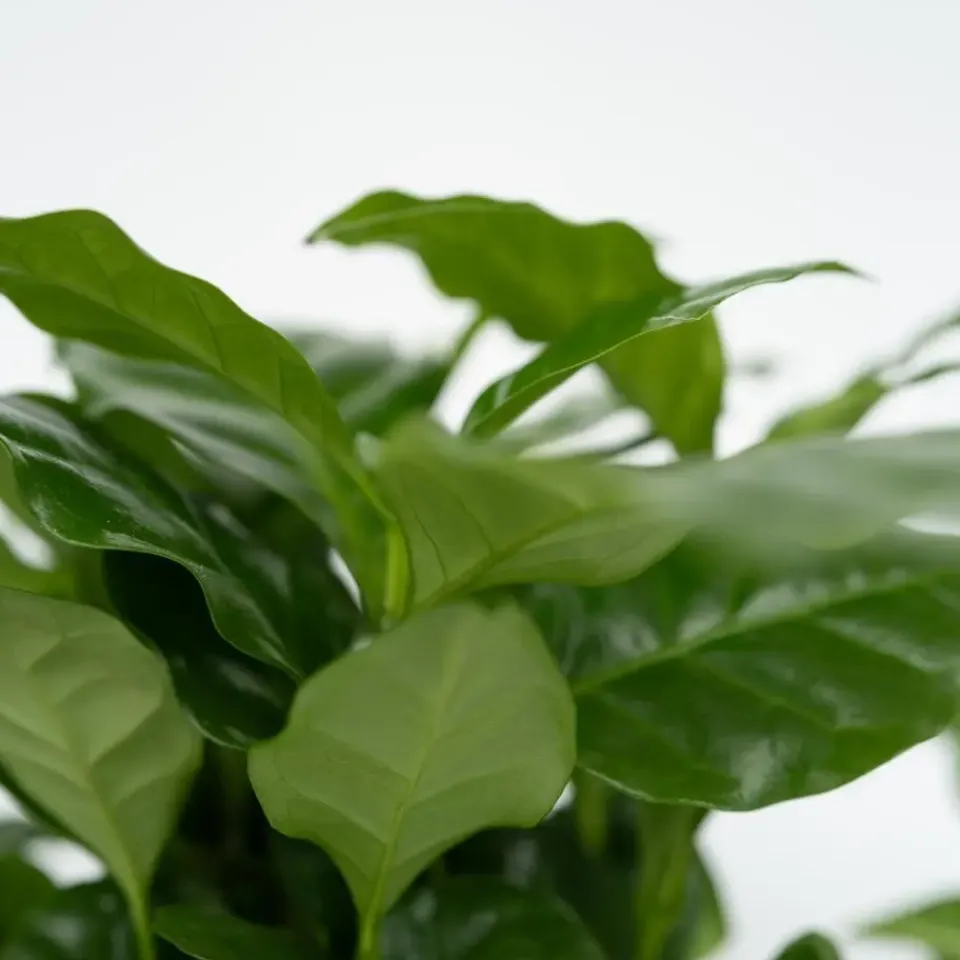 Plant in a Box Kamerplantenset - Set van 4 - Hoogte 25-40cm - ⌀12cm New