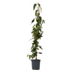 Plant in a Box Kamperfoelie - Lonicera henryi 'Copper Beauty' - Hoogte 110-120cm - ⌀17cm Sale