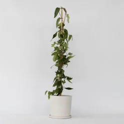 Plant in a Box Kamperfoelie - Lonicera henryi 'Copper Beauty' - Hoogte 110-120cm - ⌀17cm Sale
