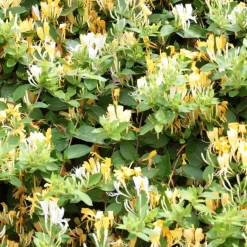 Plant in a Box Kamperfoelie - Lonicera henryi 'Copper Beauty' - Hoogte 110-120cm - ⌀17cm Sale
