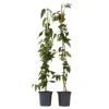 Plant in a Box Kamperfoelie - Set van 2 - Lonicera 'Copper Beauty' - Hoogte 110-120cm - ⌀17cm Hot
