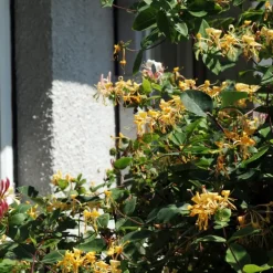 Plant in a Box Kamperfoelie - Set van 2 - Lonicera 'Copper Beauty' - Hoogte 110-120cm - ⌀17cm Hot