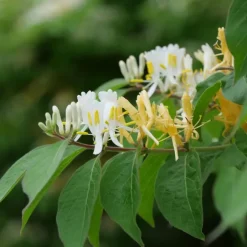 Plant in a Box Kamperfoelie - Set van 2 - Lonicera 'Copper Beauty' - Hoogte 110-120cm - ⌀17cm Hot