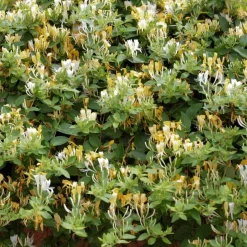 Plant in a Box Kamperfoelie - Set van 2 - Lonicera 'Copper Beauty' - Hoogte 110-120cm - ⌀17cm Hot