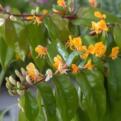 Plant in a Box Kamperfoelie - Set van 2 - Lonicera 'Copper Beauty' - Hoogte 110-120cm - ⌀17cm Hot