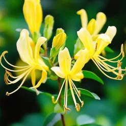 Plant in a Box Kamperfoelie - Set van 2 - Lonicera 'Copper Beauty' - Hoogte 110-120cm - ⌀17cm Hot