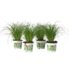 Plant in a Box Kattengras - Set van 4 - Cyperus zumula - Hoogte 30-40cm - ⌀12cm Outlet