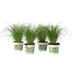 Plant in a Box Kattengras - Set van 4 - Cyperus zumula - Hoogte 30-40cm - ⌀12cm Outlet