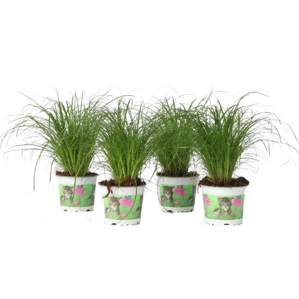 Plant in a Box Kattengras - Set van 4 - Cyperus zumula - Hoogte 30-40cm - ⌀12cm Outlet