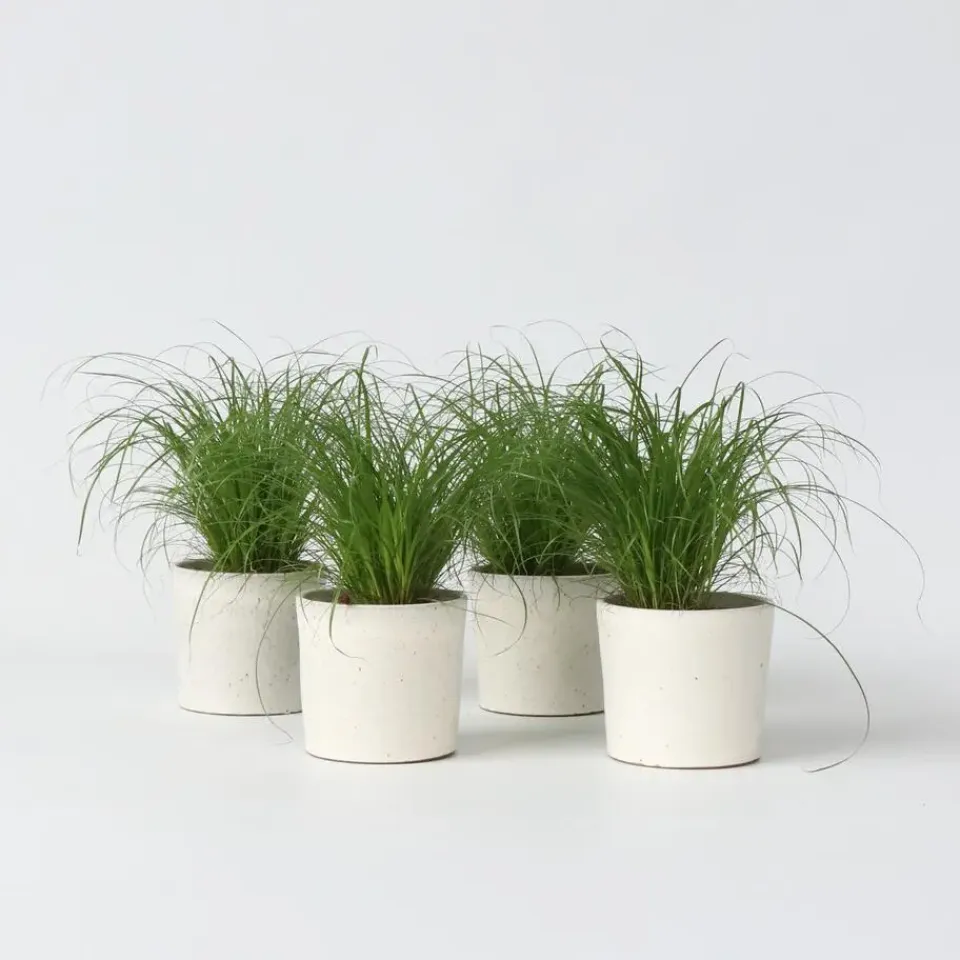 Plant in a Box Kattengras - Set van 4 - Cyperus zumula - Hoogte 30-40cm - ⌀12cm Outlet