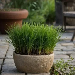 Plant in a Box Kattengras - Set van 4 - Cyperus zumula - Hoogte 30-40cm - ⌀12cm Outlet