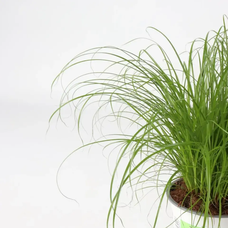 Plant in a Box Kattengras - Set van 4 - Cyperus zumula - Hoogte 30-40cm - ⌀12cm Outlet