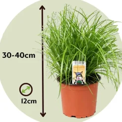 Plant in a Box Kattengras - Set van 4 - Cyperus zumula - Hoogte 30-40cm - ⌀12cm Outlet