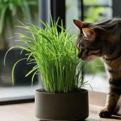 Plant in a Box Kattengras - Set van 4 - Cyperus zumula - Hoogte 30-40cm - ⌀12cm Outlet