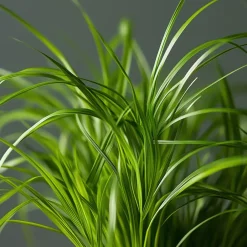 Plant in a Box Kattengras - Set van 4 - Cyperus zumula - Hoogte 30-40cm - ⌀12cm Outlet