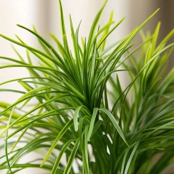 Plant in a Box Kattengras - Set van 4 - Cyperus zumula - Hoogte 30-40cm - ⌀12cm Outlet
