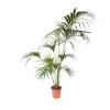 Plant in a Box Kentiapalm - Howea forsteriana - Hoogte 150-170cm - ⌀24cm Clearance