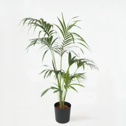 Plant in a Box Kentiapalm - Howea forsteriana - Hoogte 150-170cm - ⌀24cm Clearance
