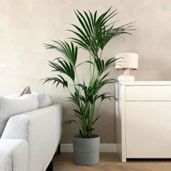 Plant in a Box Kentiapalm - Howea forsteriana - Hoogte 150-170cm - ⌀24cm Clearance