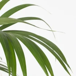 Plant in a Box Kentiapalm - Howea forsteriana - Hoogte 150-170cm - ⌀24cm Clearance
