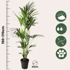 Plant in a Box Kentiapalm - Howea forsteriana - Hoogte 150-170cm - ⌀24cm Clearance