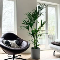 Plant in a Box Kentiapalm - Howea forsteriana - Hoogte 150-170cm - ⌀24cm Clearance