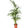 Plant in a Box Kentiapalm - Howea forsteriana - Hoogte 130-140cm - ⌀21cm New