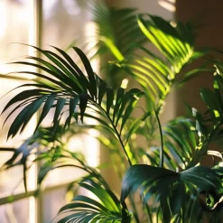 Plant in a Box Kentiapalm - Howea forsteriana - Hoogte 130-140cm - ⌀21cm New