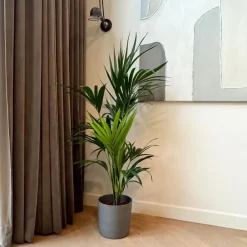Plant in a Box Kentiapalm - Howea forsteriana - Hoogte 130-140cm - ⌀21cm New