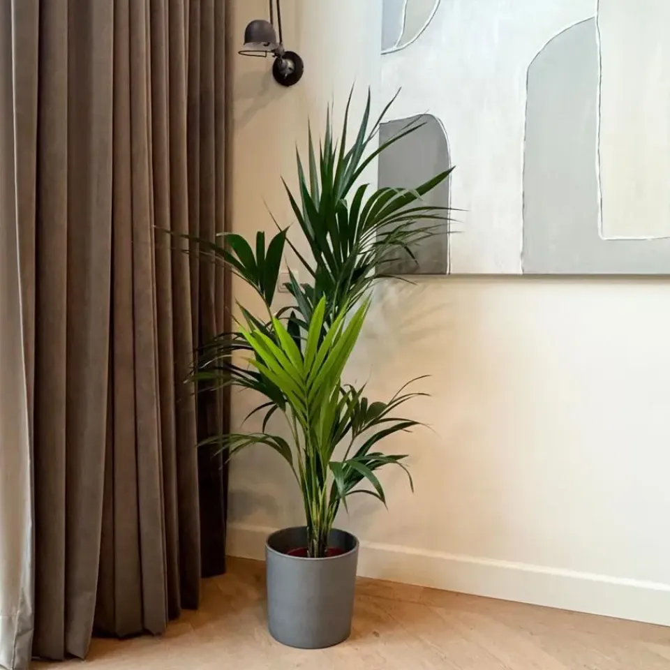 Plant in a Box Kentiapalm - Howea forsteriana - Hoogte 130-140cm - ⌀21cm New