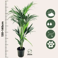 Plant in a Box Kentiapalm - Howea forsteriana - Hoogte 130-140cm - ⌀21cm New