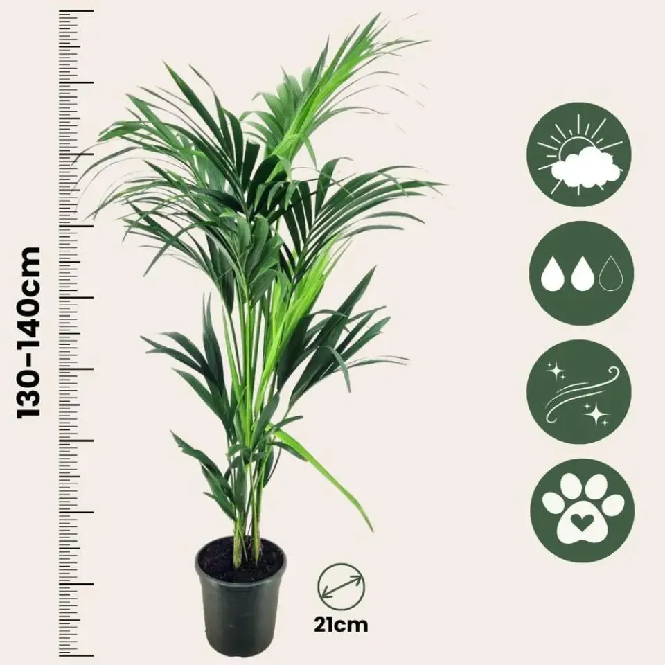 Plant in a Box Kentiapalm - Howea forsteriana - Hoogte 130-140cm - ⌀21cm New