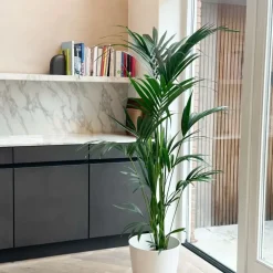 Plant in a Box Kentiapalm - Howea forsteriana - Hoogte 130-140cm - ⌀21cm New