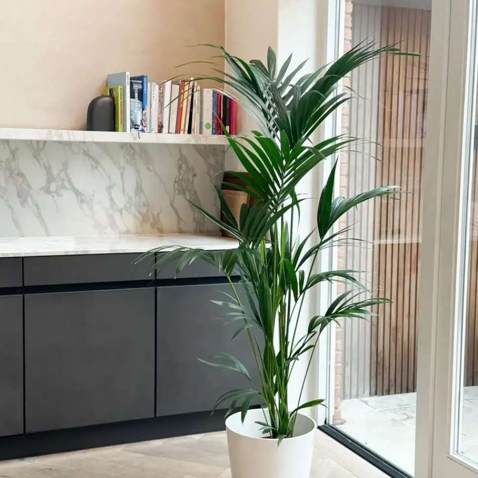 Plant in a Box Kentiapalm - Howea forsteriana - Hoogte 130-140cm - ⌀21cm New
