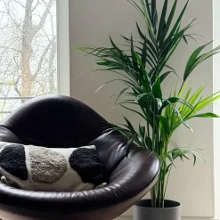 Plant in a Box Kentiapalm - Howea forsteriana - Hoogte 130-140cm - ⌀21cm New