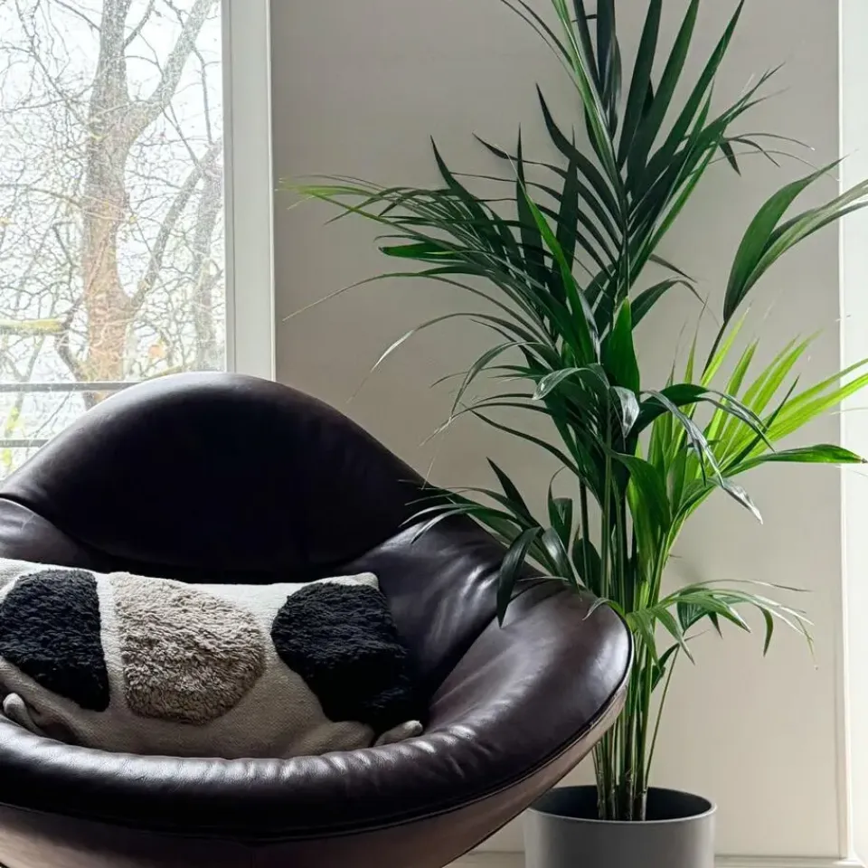 Plant in a Box Kentiapalm - Howea forsteriana - Hoogte 130-140cm - ⌀21cm New