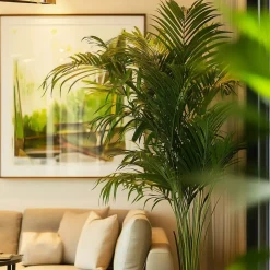 Plant in a Box Kentiapalm - Howea forsteriana - Hoogte 130-140cm - ⌀21cm New