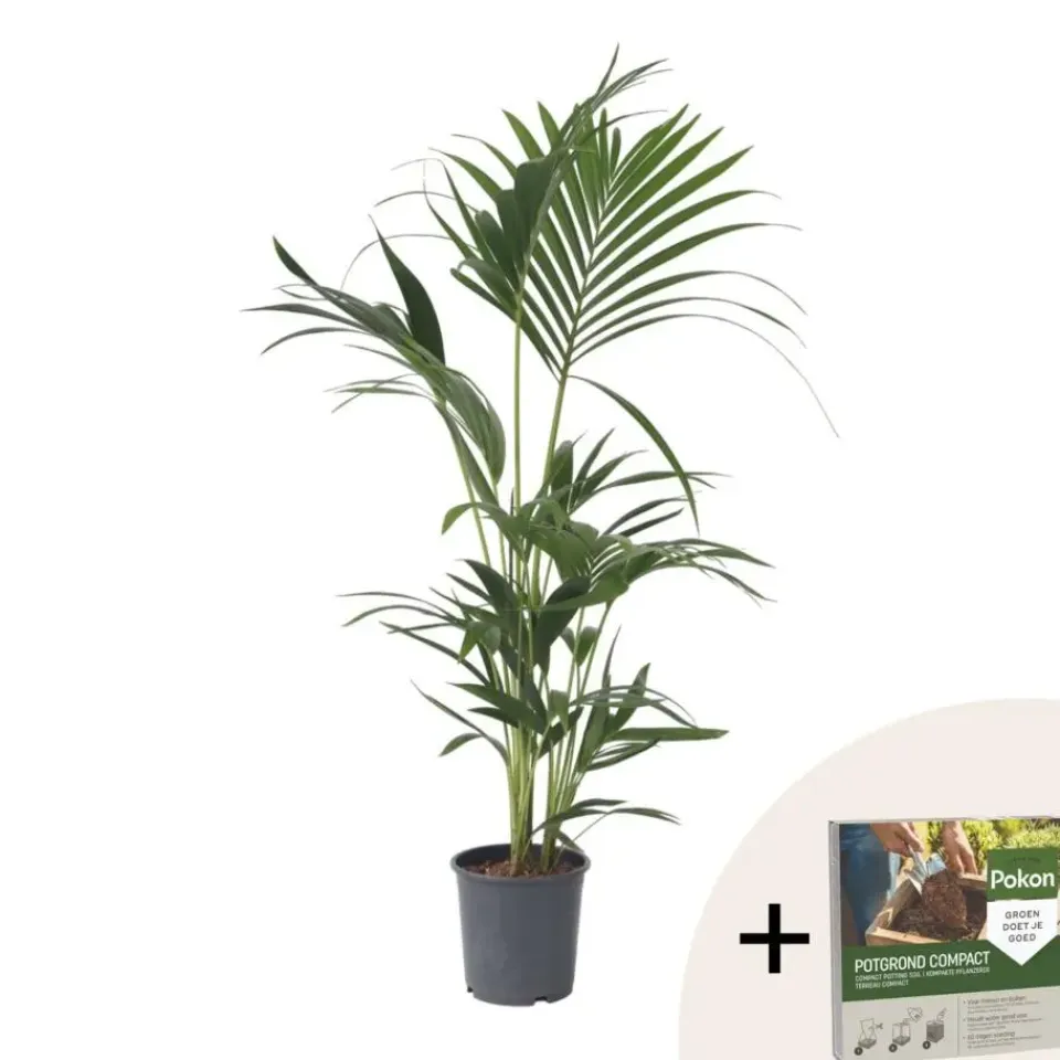 Plant in a Box Kentiapalm - Howea forsteriana - Hoogte 90-100cm - ⌀18cm Sale