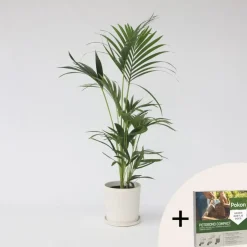 Plant in a Box Kentiapalm - Howea forsteriana - Hoogte 90-100cm - ⌀18cm Sale