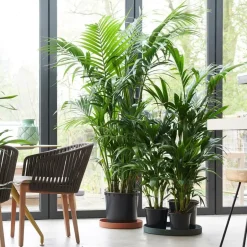 Plant in a Box Kentiapalm - Howea forsteriana - Hoogte 90-100cm - ⌀18cm Sale