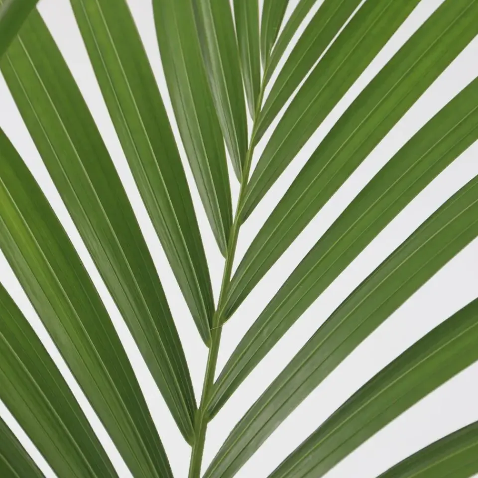 Plant in a Box Kentiapalm - Howea forsteriana - Hoogte 90-100cm - ⌀18cm Sale