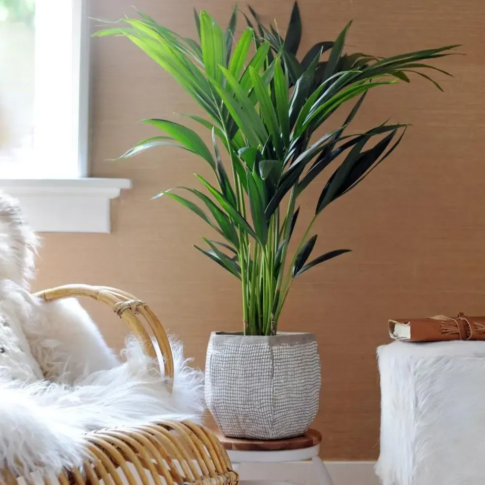 Plant in a Box Kentiapalm - Howea forsteriana - Hoogte 90-100cm - ⌀18cm Sale