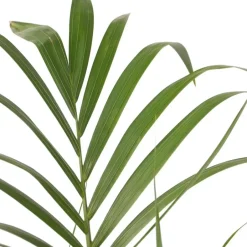 Plant in a Box Kentiapalm - Howea forsteriana - Hoogte 90-100cm - ⌀18cm Sale