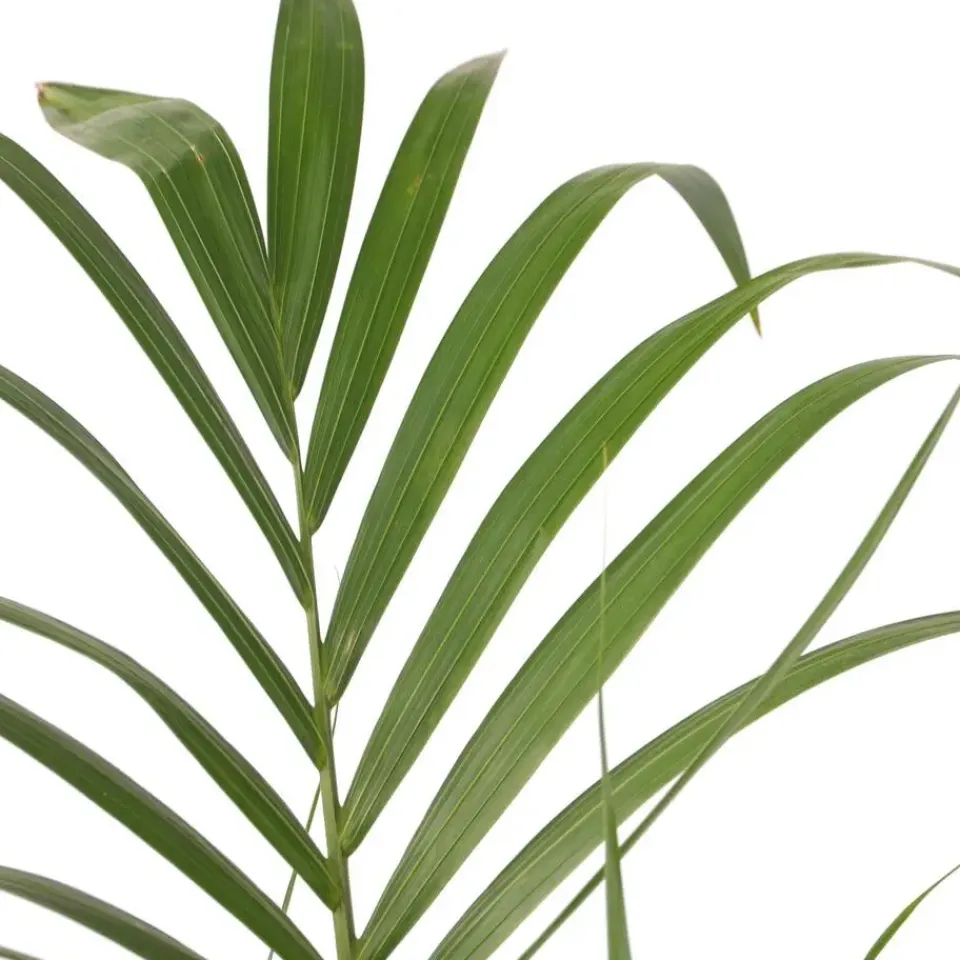 Plant in a Box Kentiapalm - Howea forsteriana - Hoogte 90-100cm - ⌀18cm Sale