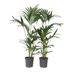 Plant in a Box Kentiapalm - Set van 2 - Howea forsteriana - Hoogte 90-100cm - ⌀18cm Best