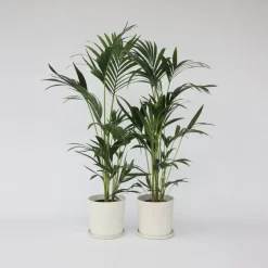 Plant in a Box Kentiapalm - Set van 2 - Howea forsteriana - Hoogte 90-100cm - ⌀18cm Best