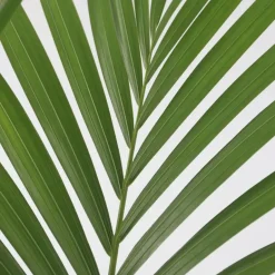 Plant in a Box Kentiapalm - Set van 2 - Howea forsteriana - Hoogte 90-100cm - ⌀18cm Best