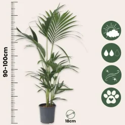 Plant in a Box Kentiapalm - Set van 2 - Howea forsteriana - Hoogte 90-100cm - ⌀18cm Best