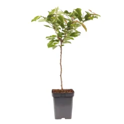 Plant in a Box Kersenboom - Prunus avium - Zoete kers - Hoogte 90-110cm - ⌀23cm Hot