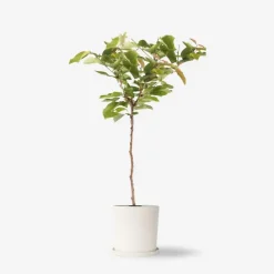 Plant in a Box Kersenboom - Prunus avium - Zoete kers - Hoogte 90-110cm - ⌀23cm Hot